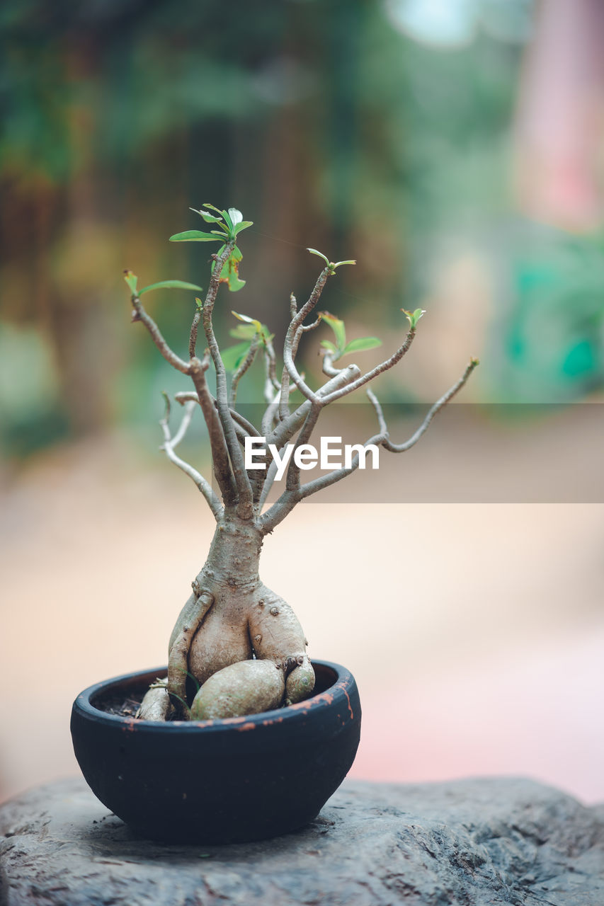 Close-up of potted plant on table