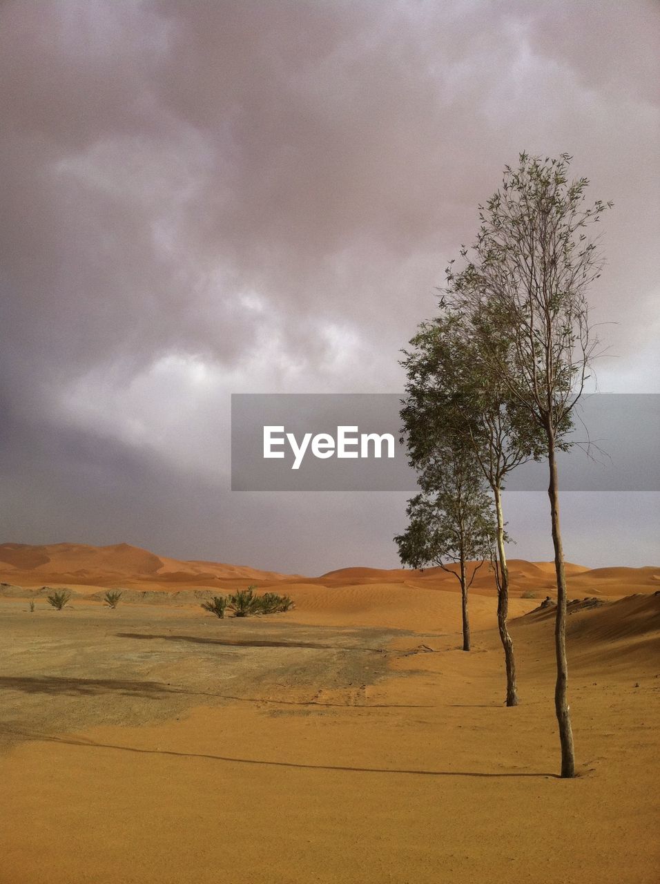 Scenic view of trees on desert against cloudy sky