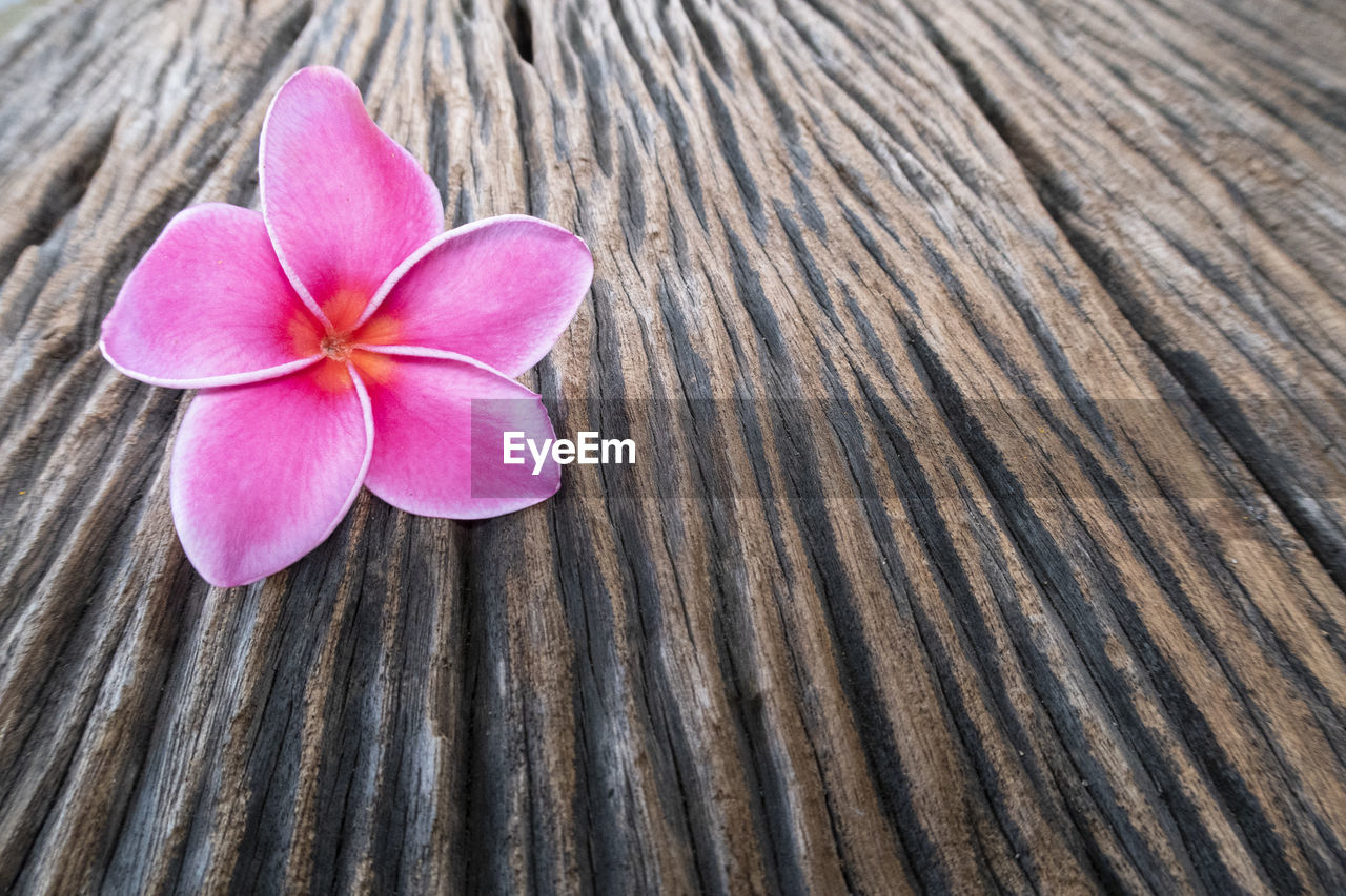 Close-up of pink flower on wood