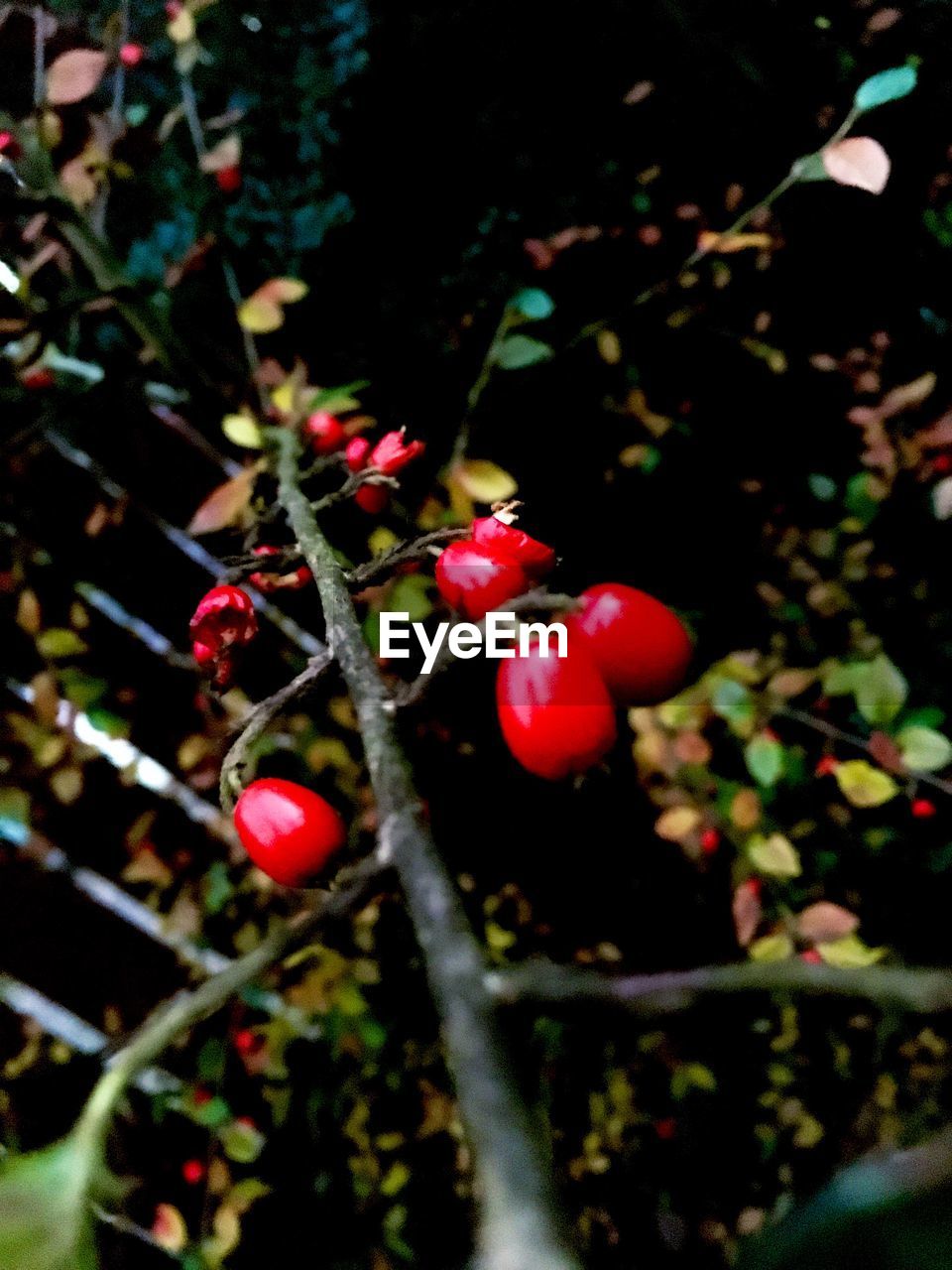 CLOSE-UP OF CHERRIES GROWING ON TREE