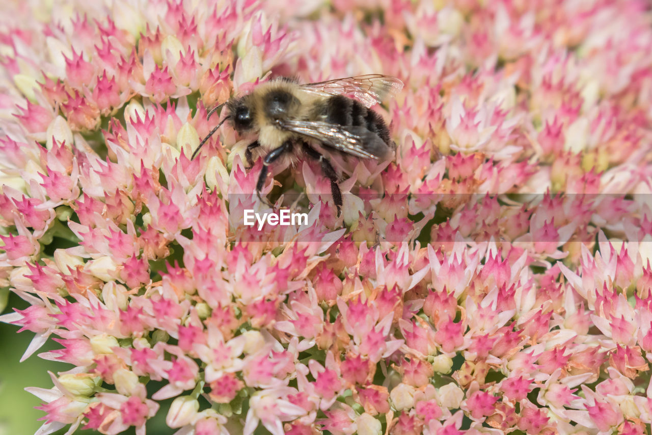 CLOSE-UP OF INSECT ON PINK FLOWERING PLANT