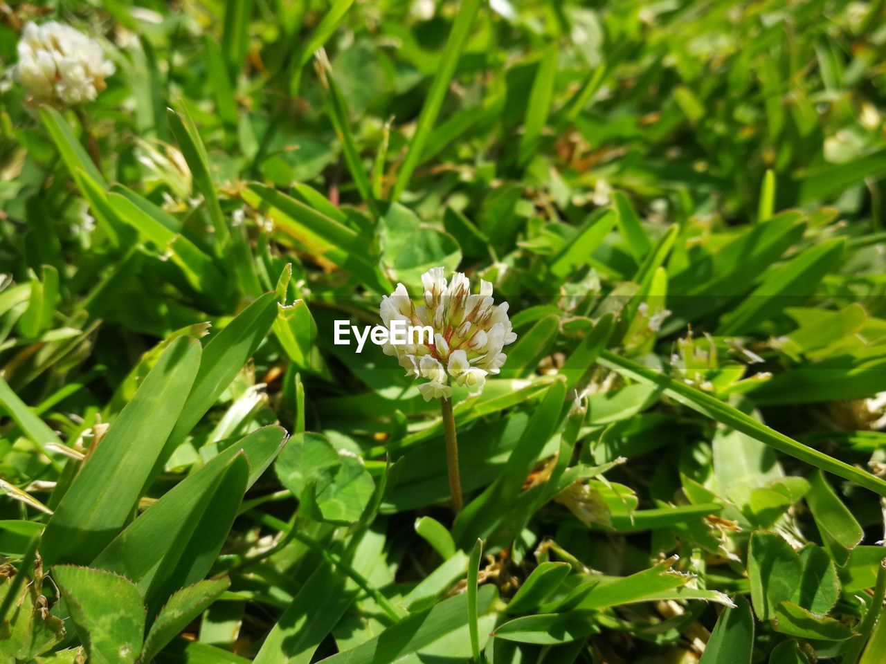 CLOSE-UP OF FLOWERS BLOOMING IN PARK