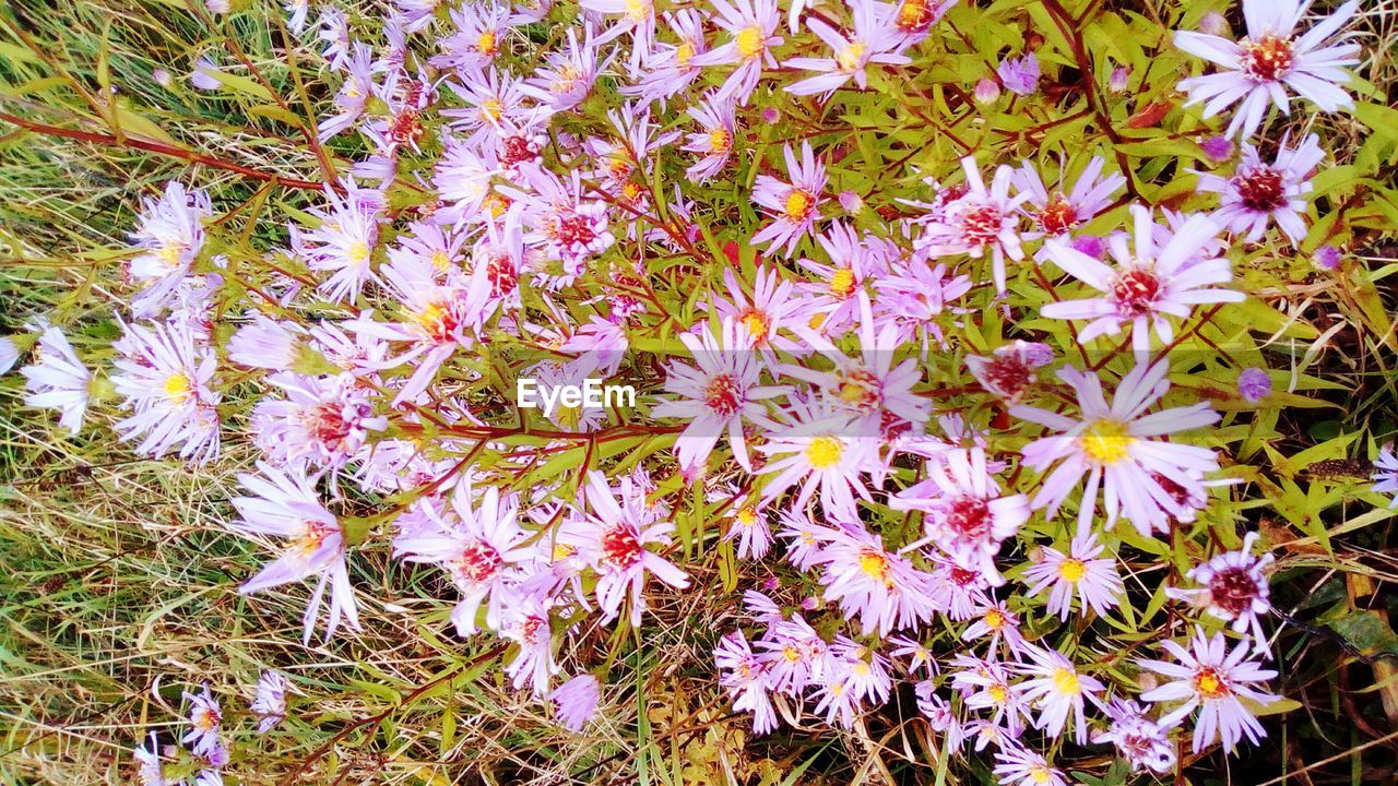 CLOSE-UP OF FLOWERS BLOOMING