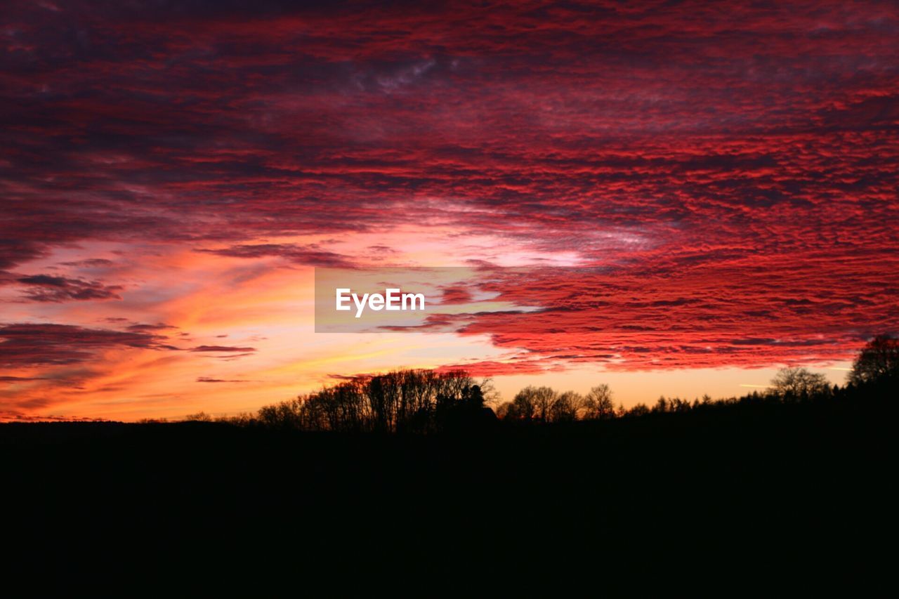 SCENIC VIEW OF SILHOUETTE TREE AGAINST ORANGE SKY