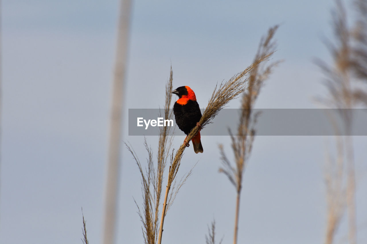 LOW ANGLE VIEW OF BIRD PERCHING ON BRANCH