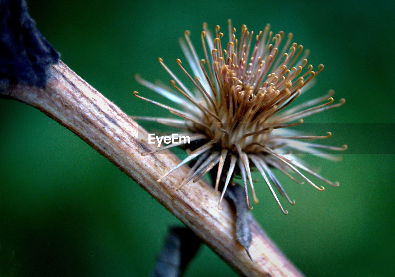 Close-up of dried wildflower