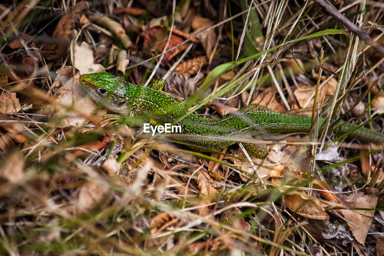 CLOSE-UP OF LIZARD ON FIELD