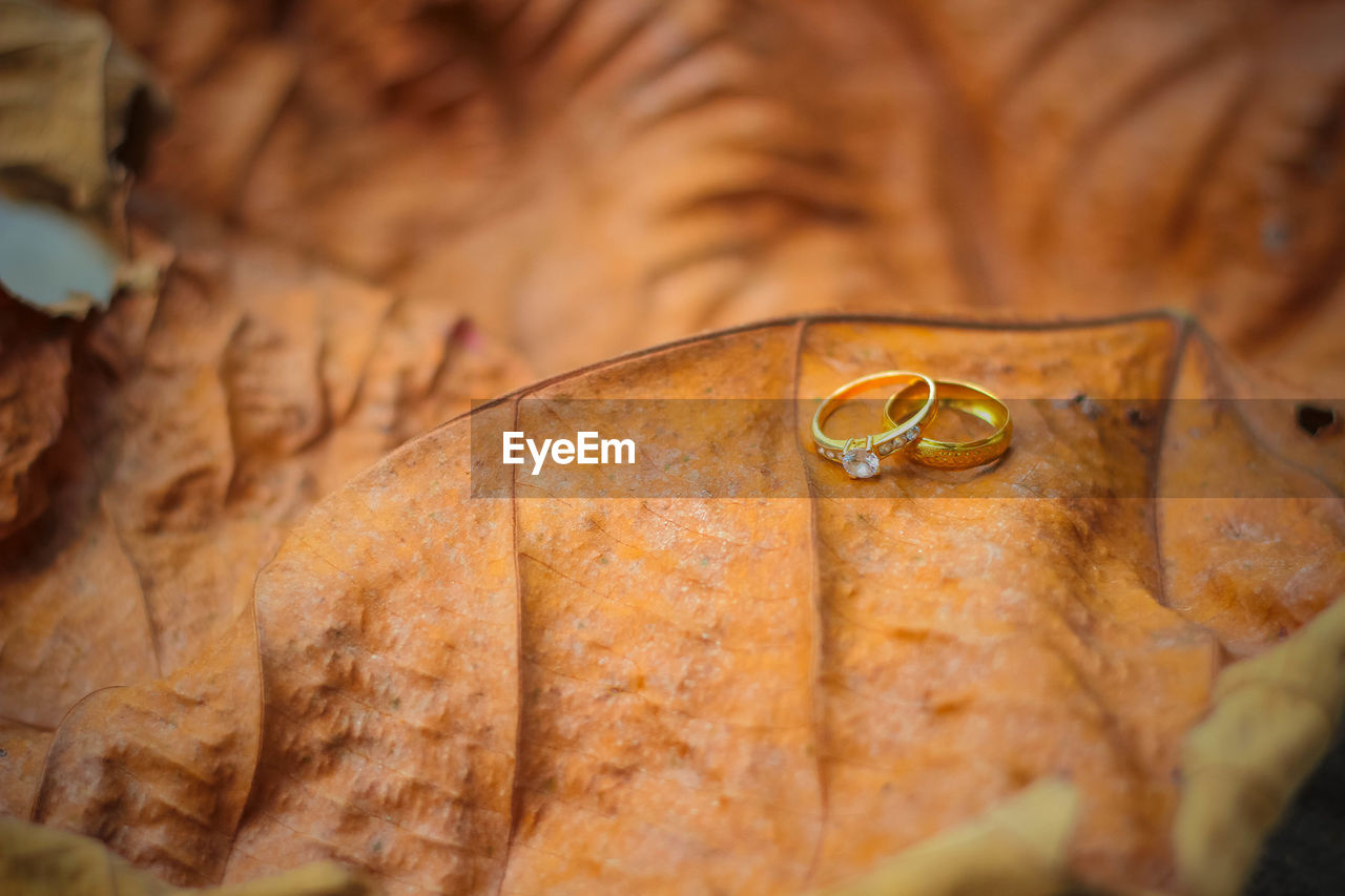 Close-up of wedding rings on dry leaf