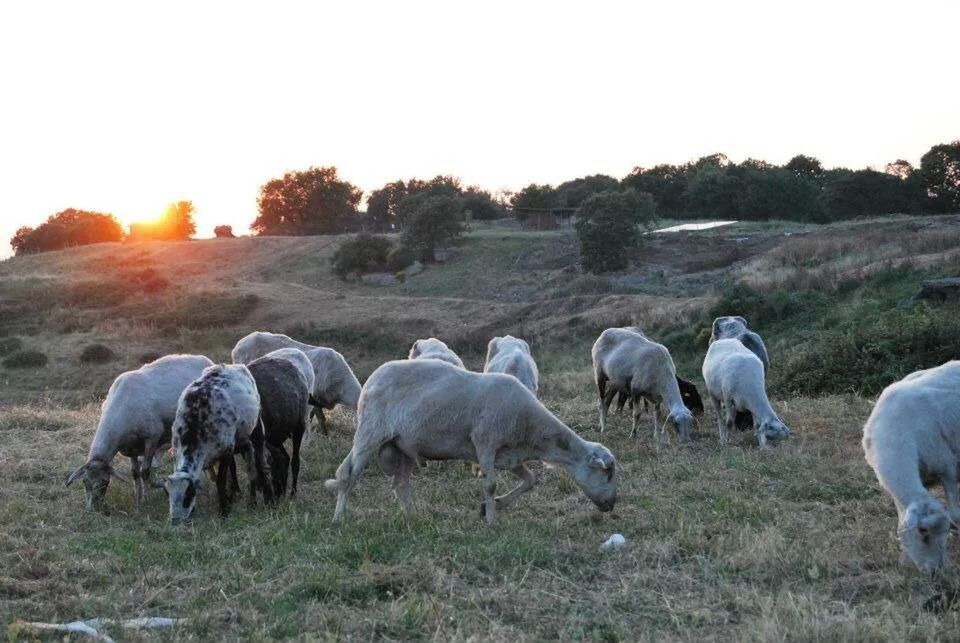 SHEEP GRAZING ON GRASSY FIELD DURING SUNSET