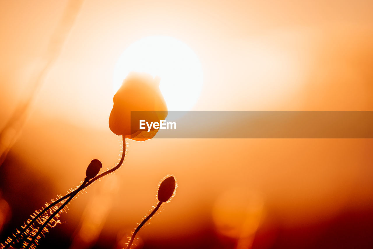 Close-up of orange flower against sky during sunset