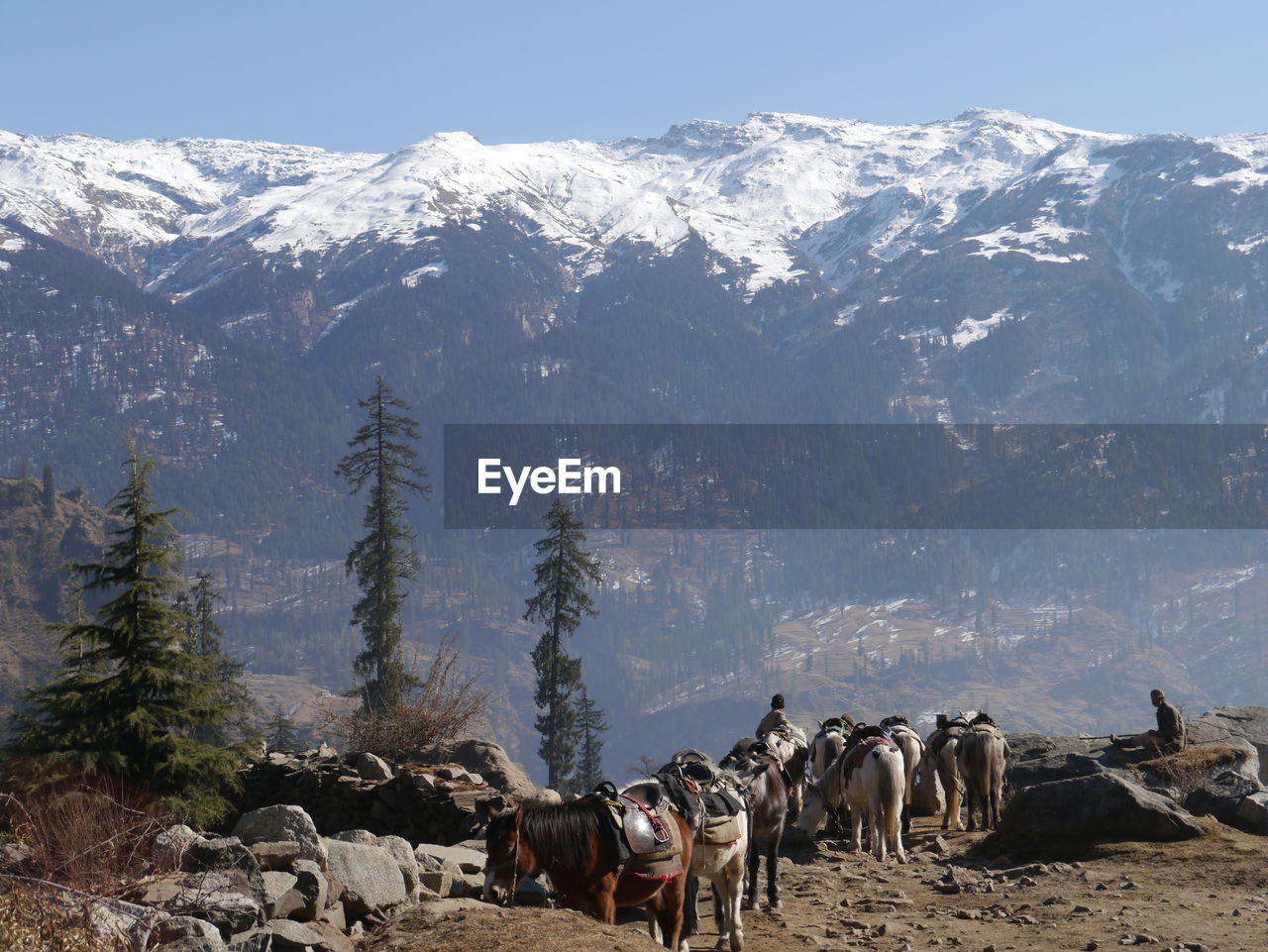 Men with horses against snowcapped himalayas mountains
