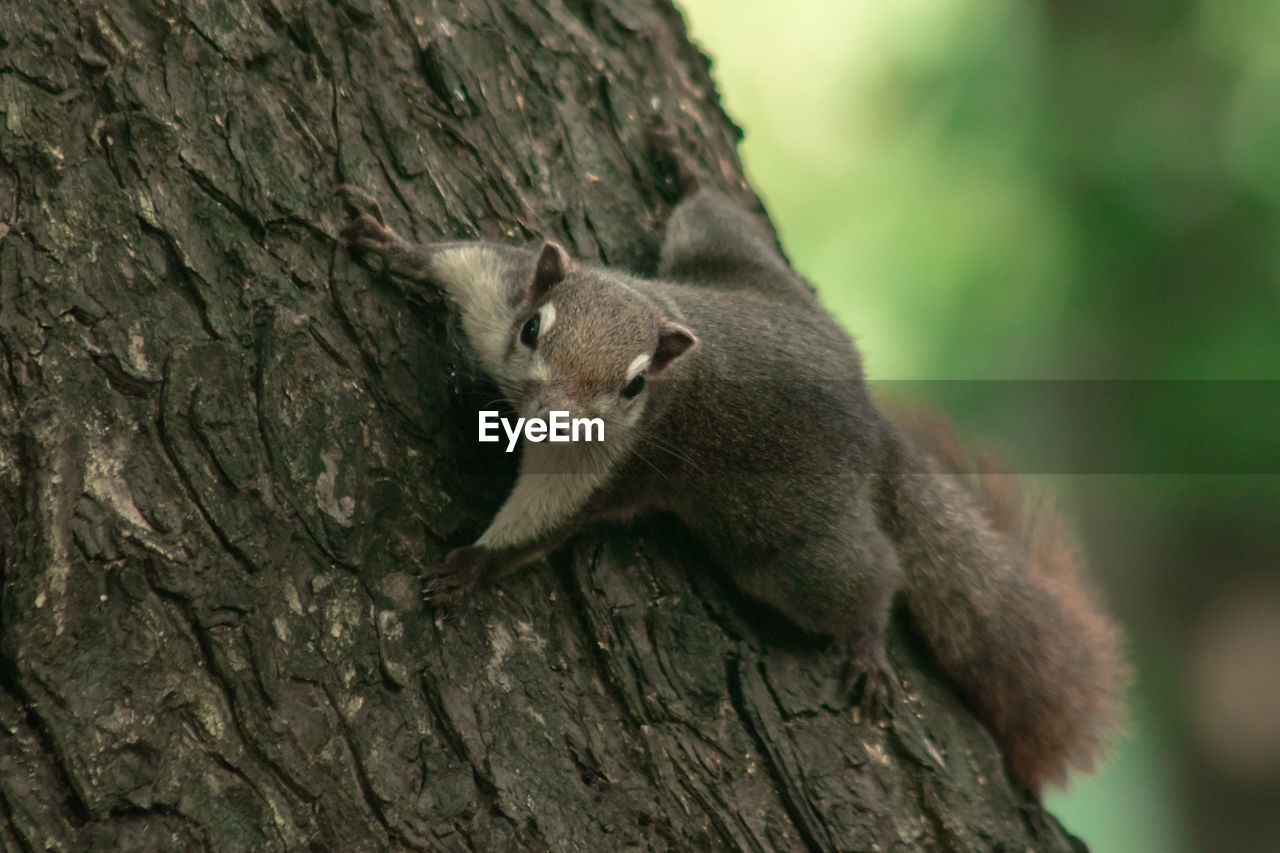 animal, animal themes, animal wildlife, mammal, tree, one animal, wildlife, nature, tree trunk, trunk, squirrel, no people, rodent, plant, outdoors, cute, close-up, focus on foreground, day, branch, climbing