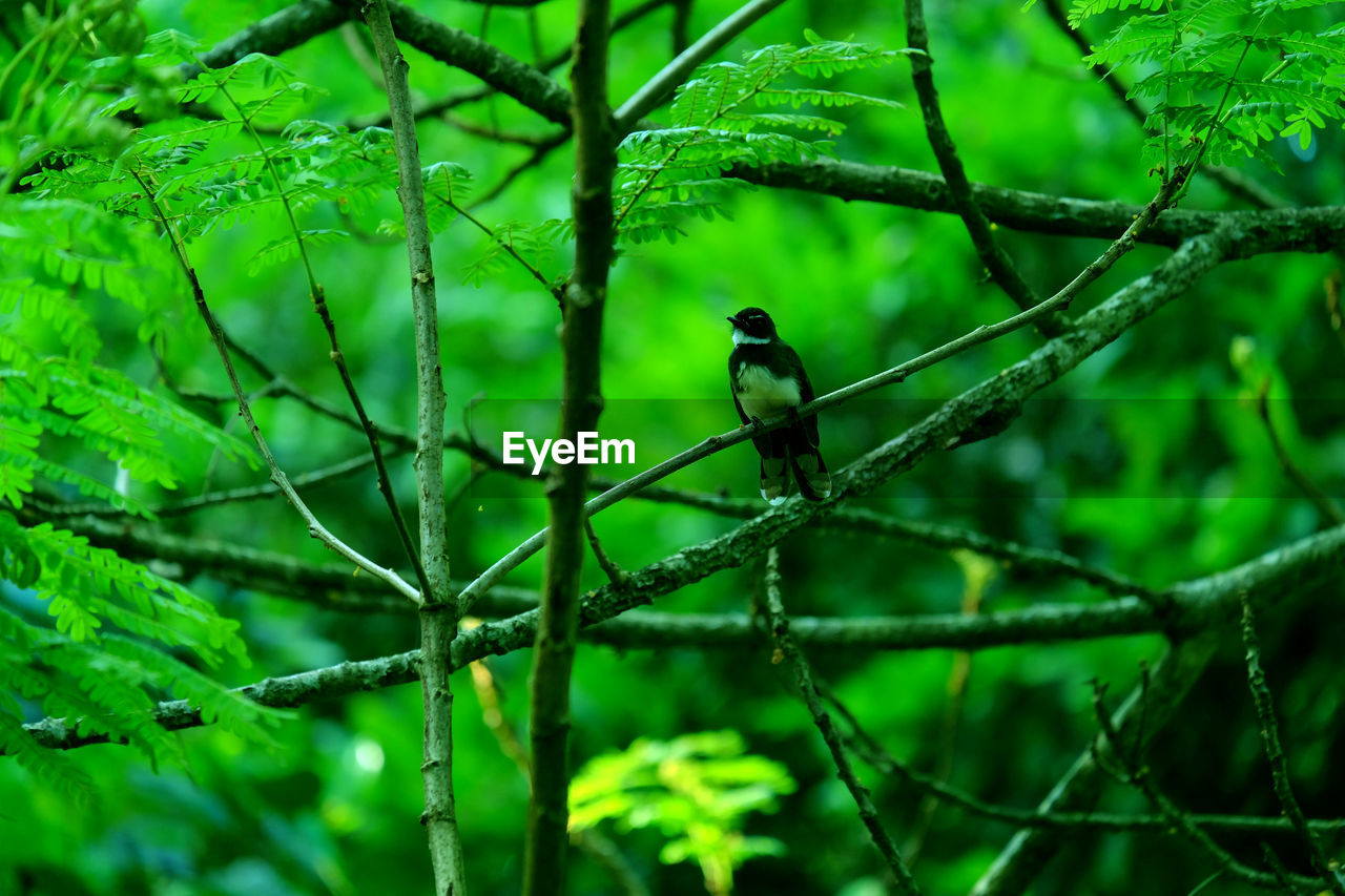 BIRD PERCHING ON TREE