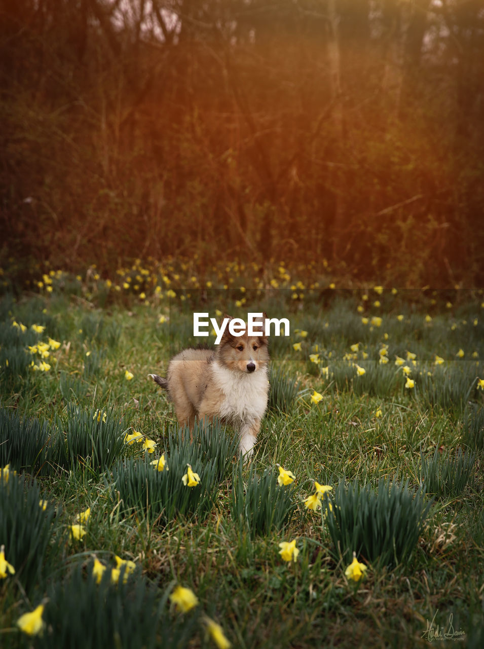 Collie puppy in field of flowers