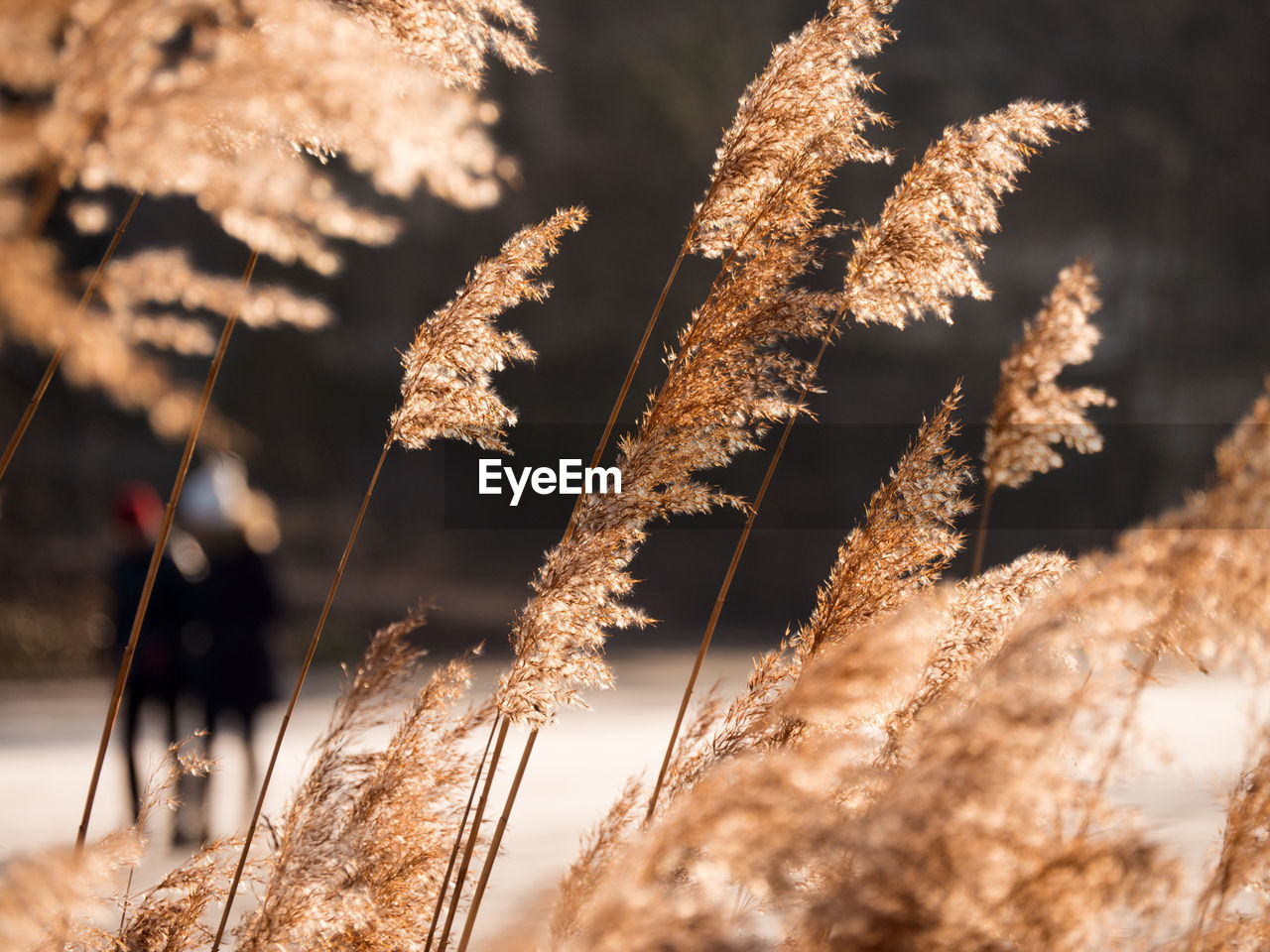 Close-up of wheat plants against the sky