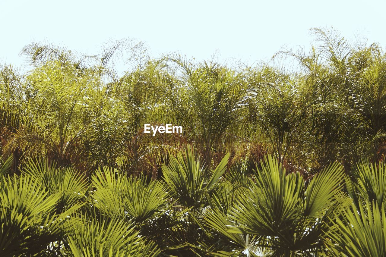 LOW ANGLE VIEW OF COCONUT PALM TREES AGAINST CLEAR SKY