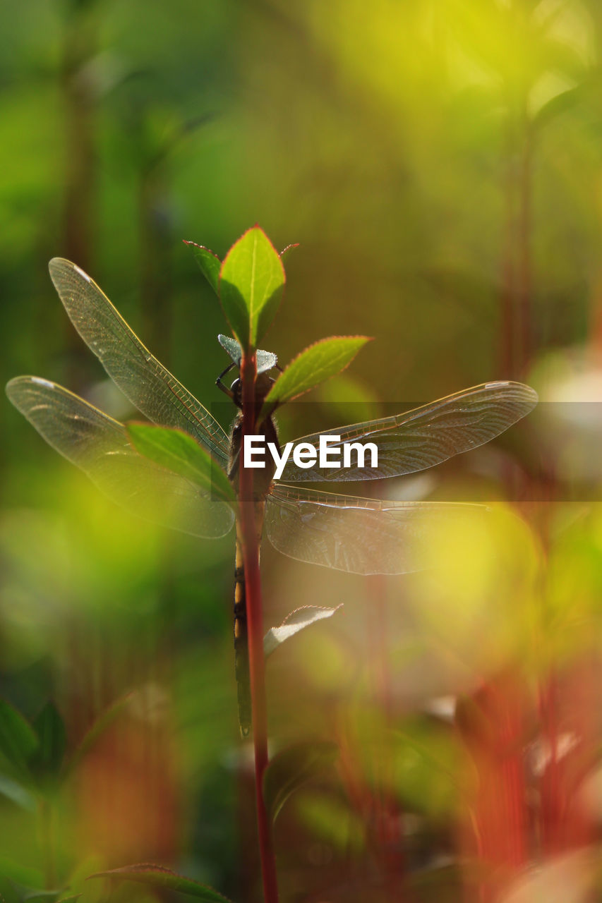 dragonfly, dragonflies and damseflies, animal themes, animal, animal wildlife, insect, green, nature, plant, wildlife, macro photography, animal wing, one animal, close-up, leaf, beauty in nature, plant part, no people, outdoors, flower, animal body part, environment, day, selective focus, focus on foreground, macro