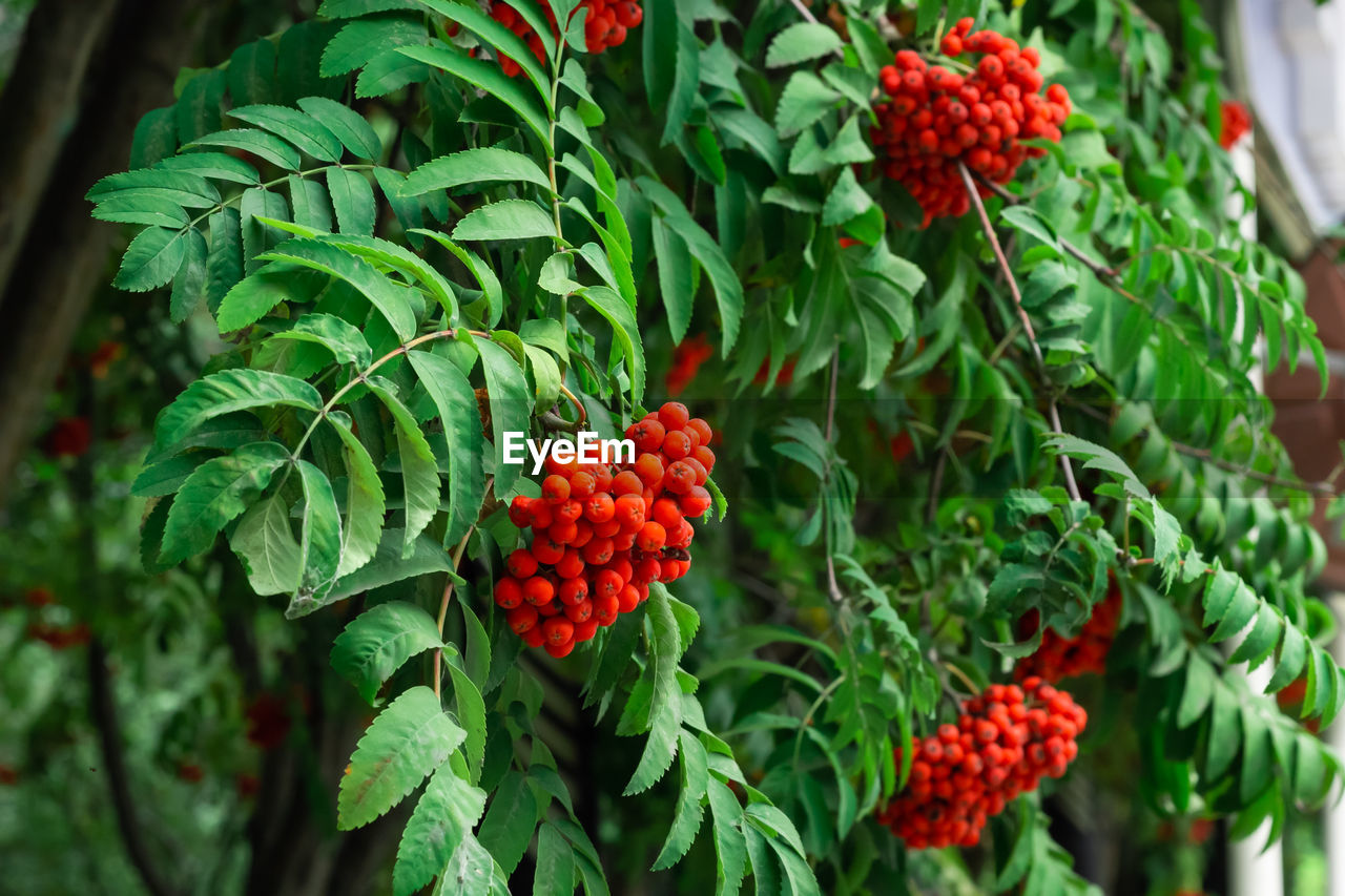 Red mountain ash berries on branches with green leaves, rowan trees in summer autumn garden