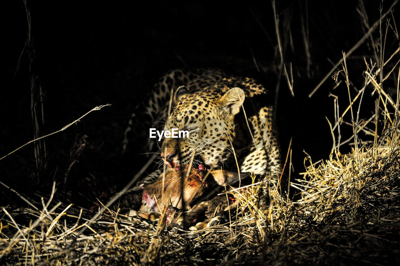 Leopard eating prey in shadow at kruger national park