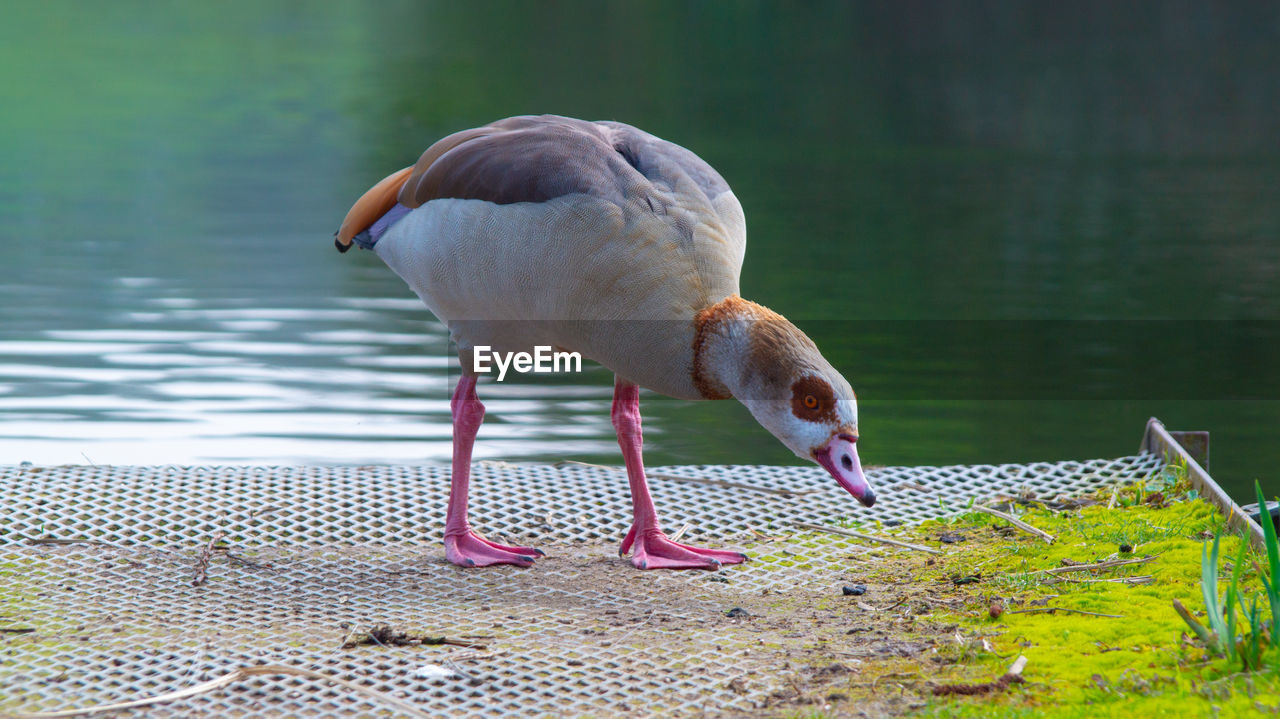 Large egyptian goose on side of lake