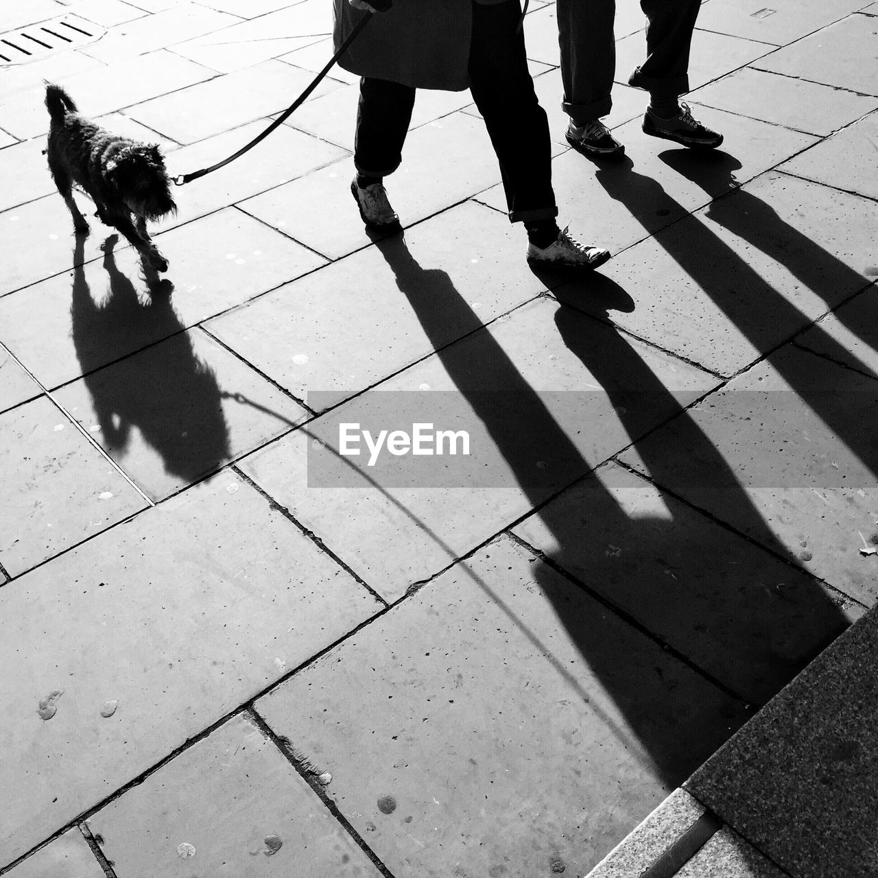 Low section of people walking with dog on street