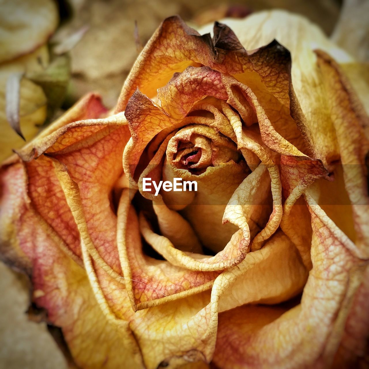 Close-up of orange dry rose