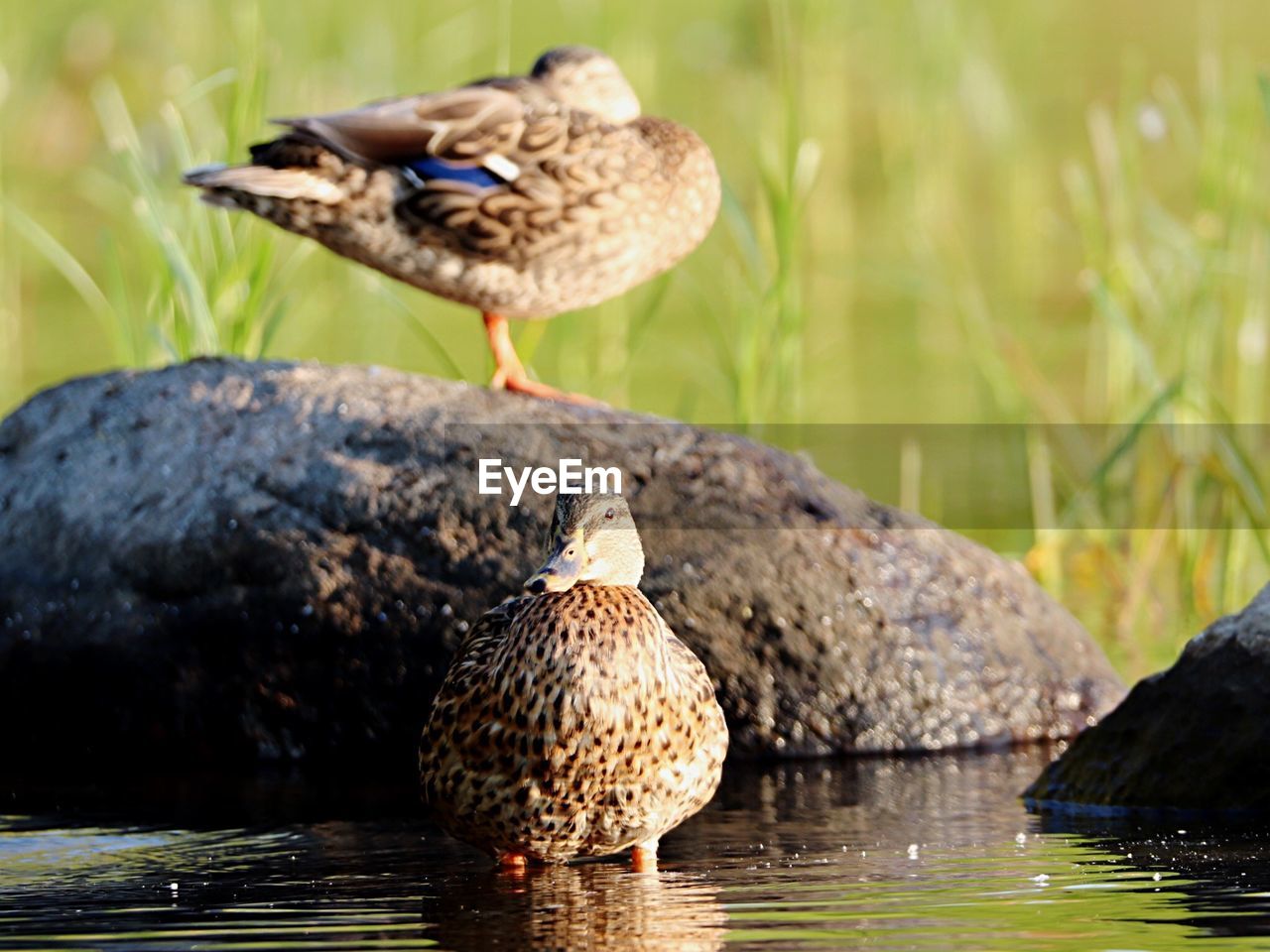 DUCKS PERCHING ON LAKE