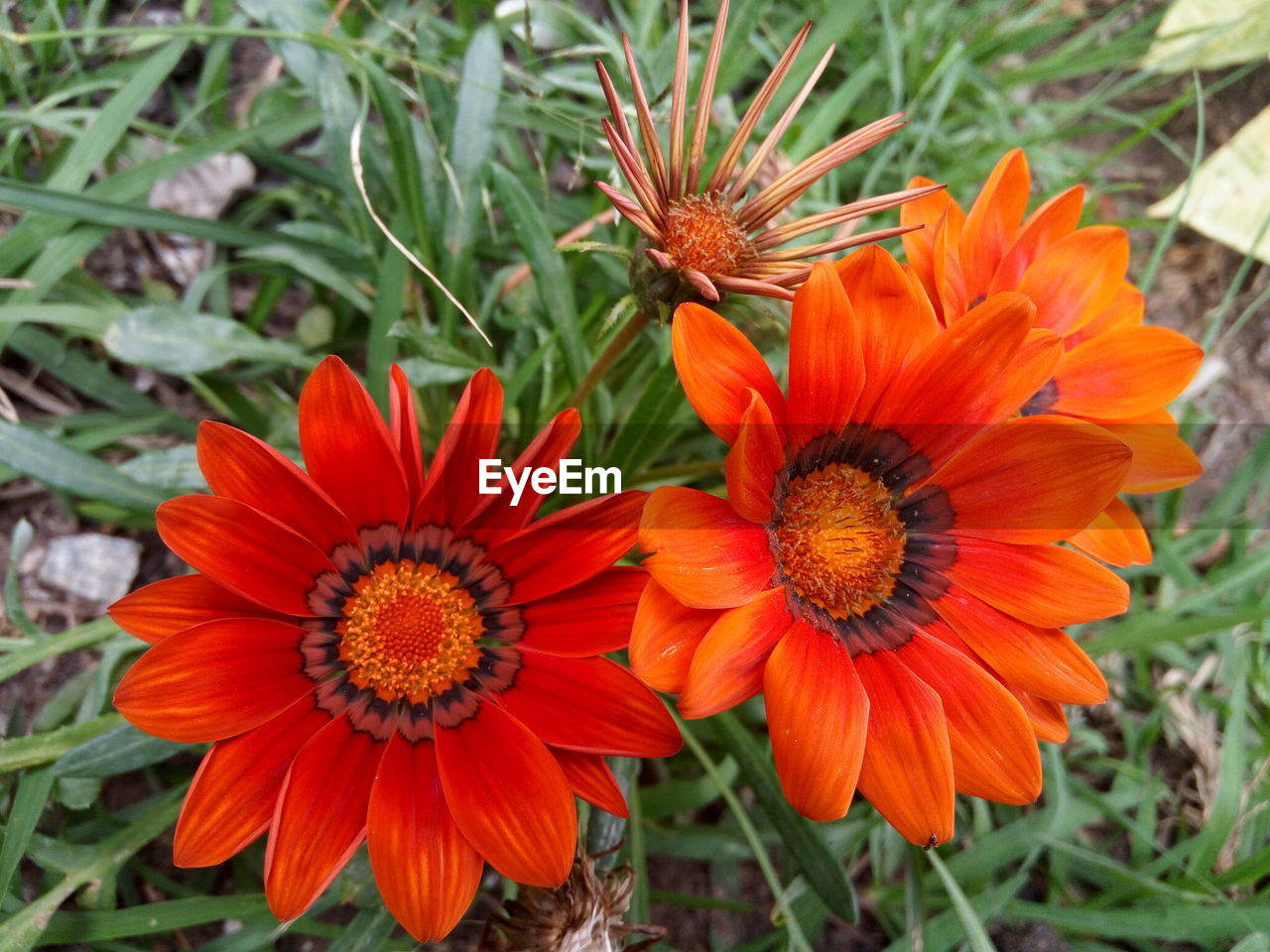 HIGH ANGLE VIEW OF RED AND ORANGE FLOWER