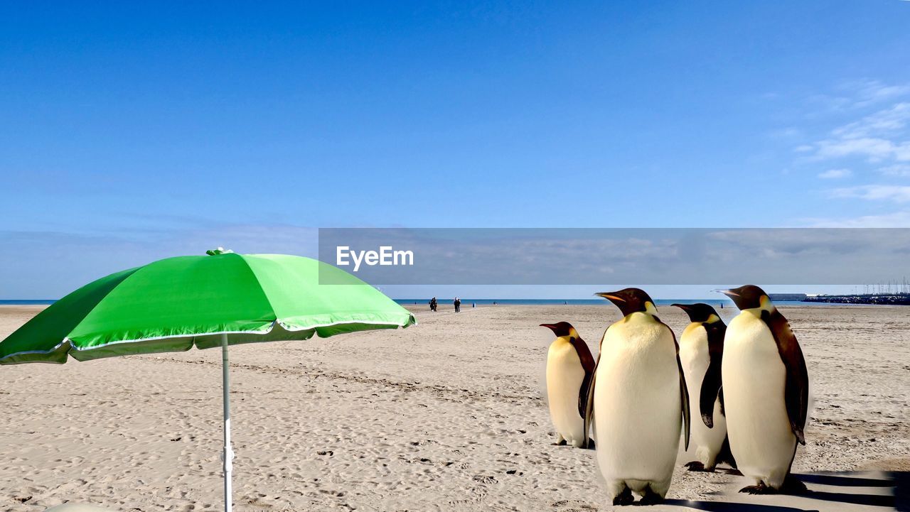 Digital composite image of penguins at beach