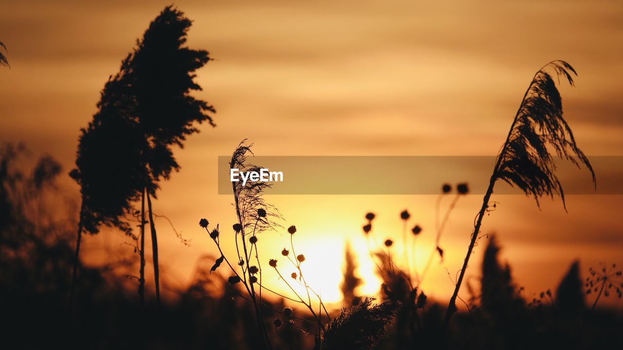 SILHOUETTE PLANTS ON FIELD AGAINST ORANGE SKY