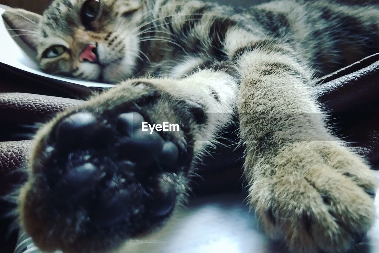 CLOSE-UP OF A CAT