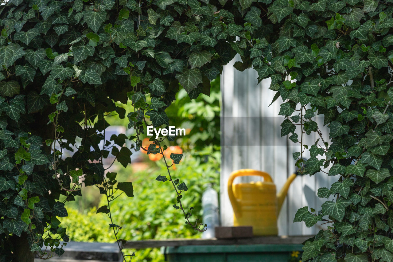 POTTED PLANTS BY BUILDING