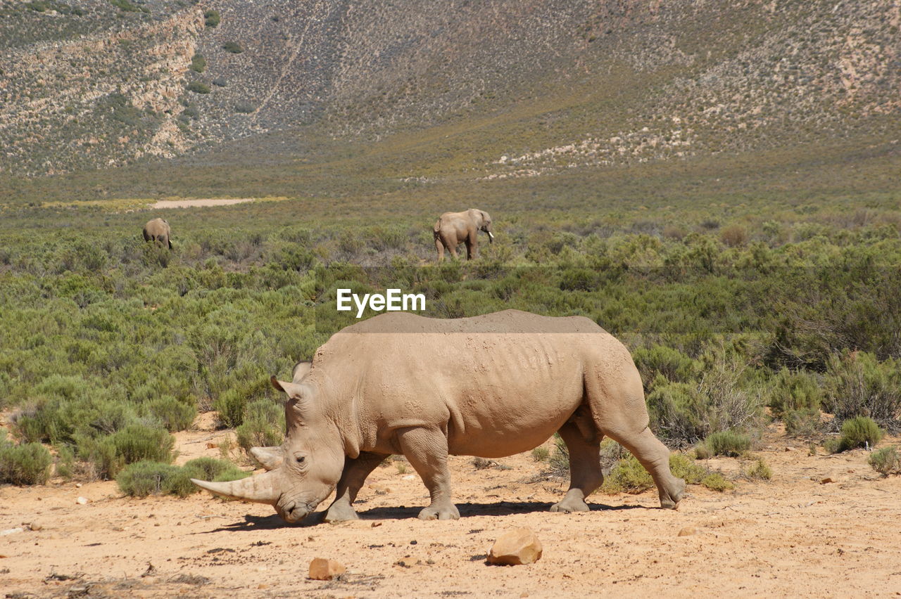 Rhinoceros and elephants on field