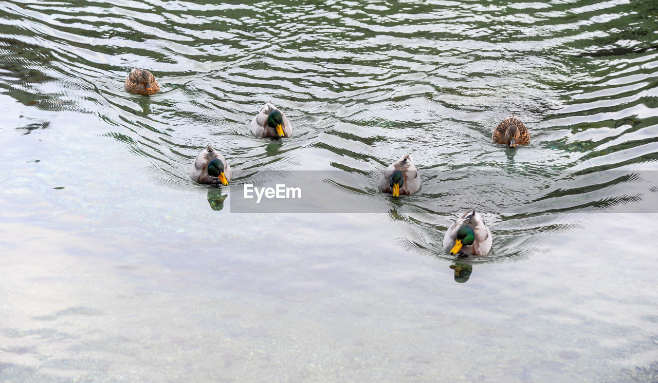 HIGH ANGLE VIEW OF DUCKS FLOATING ON LAKE