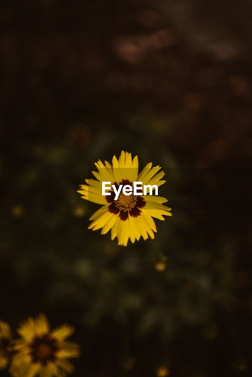 CLOSE-UP OF YELLOW FLOWERING PLANT