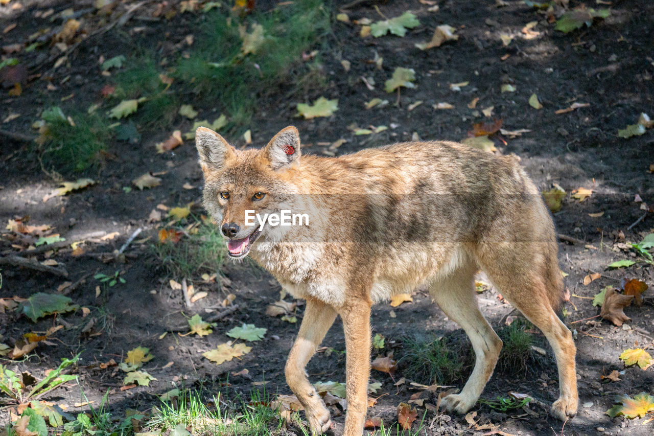 portrait of fox on field