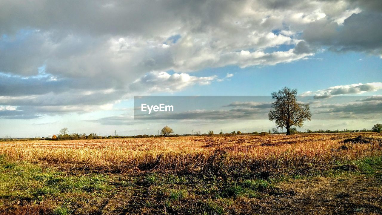 Scenic view of field against sky