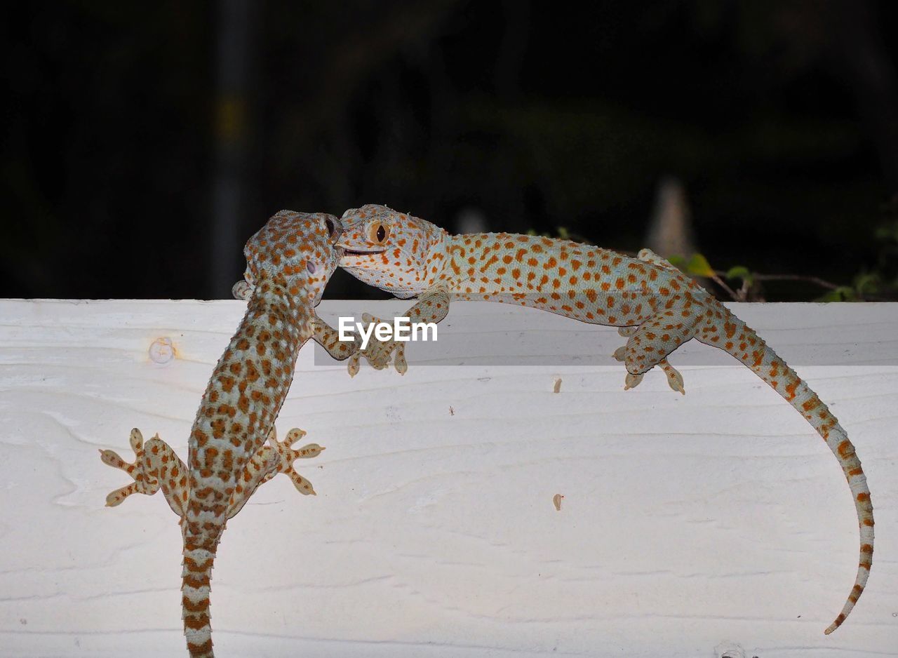 CLOSE-UP OF A LIZARD ON A ROCK