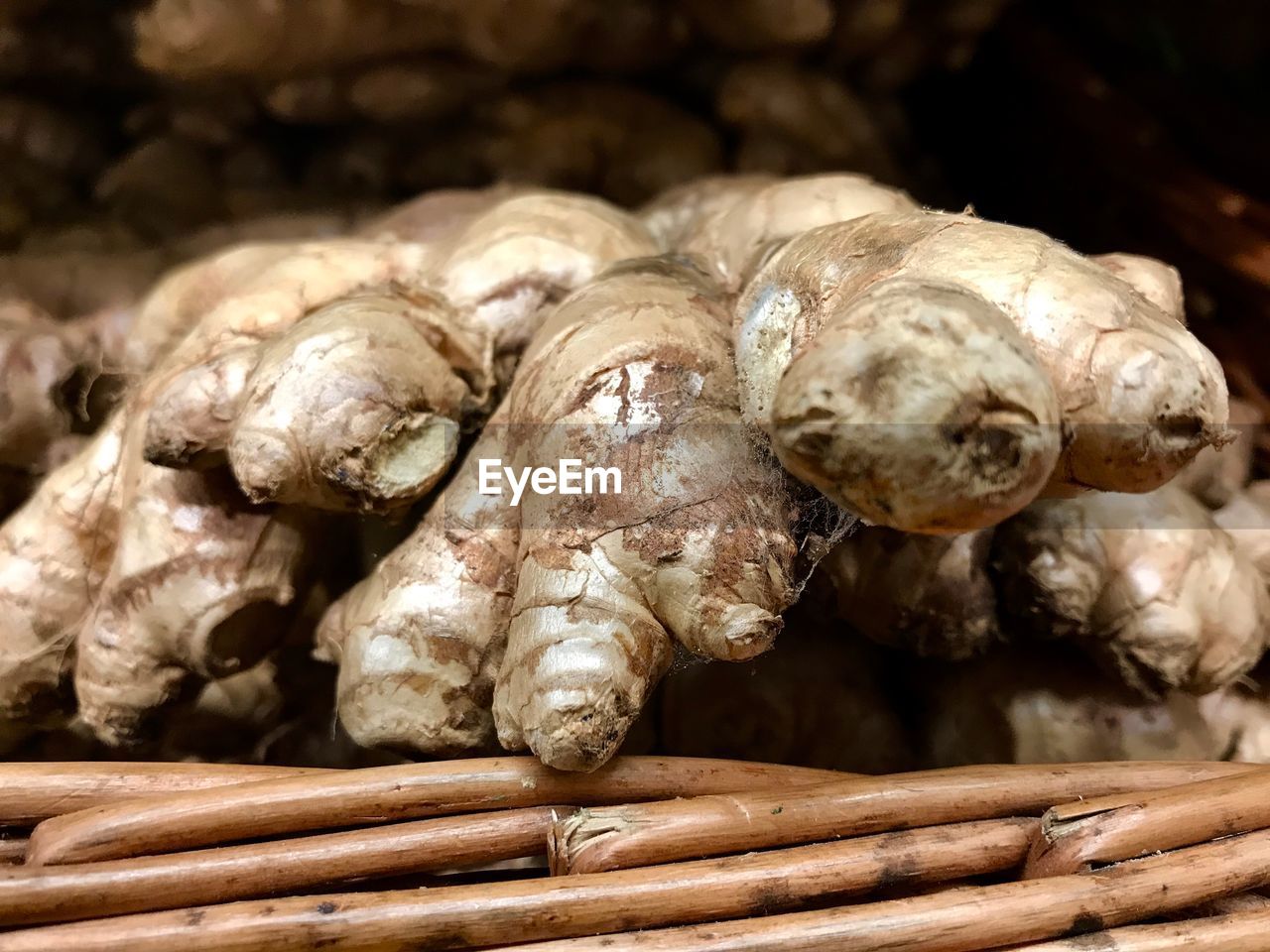 CLOSE-UP OF MUSHROOM