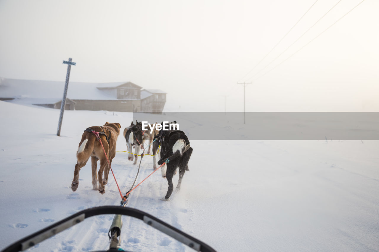 Sled dogs walking on snow against sky during sunset