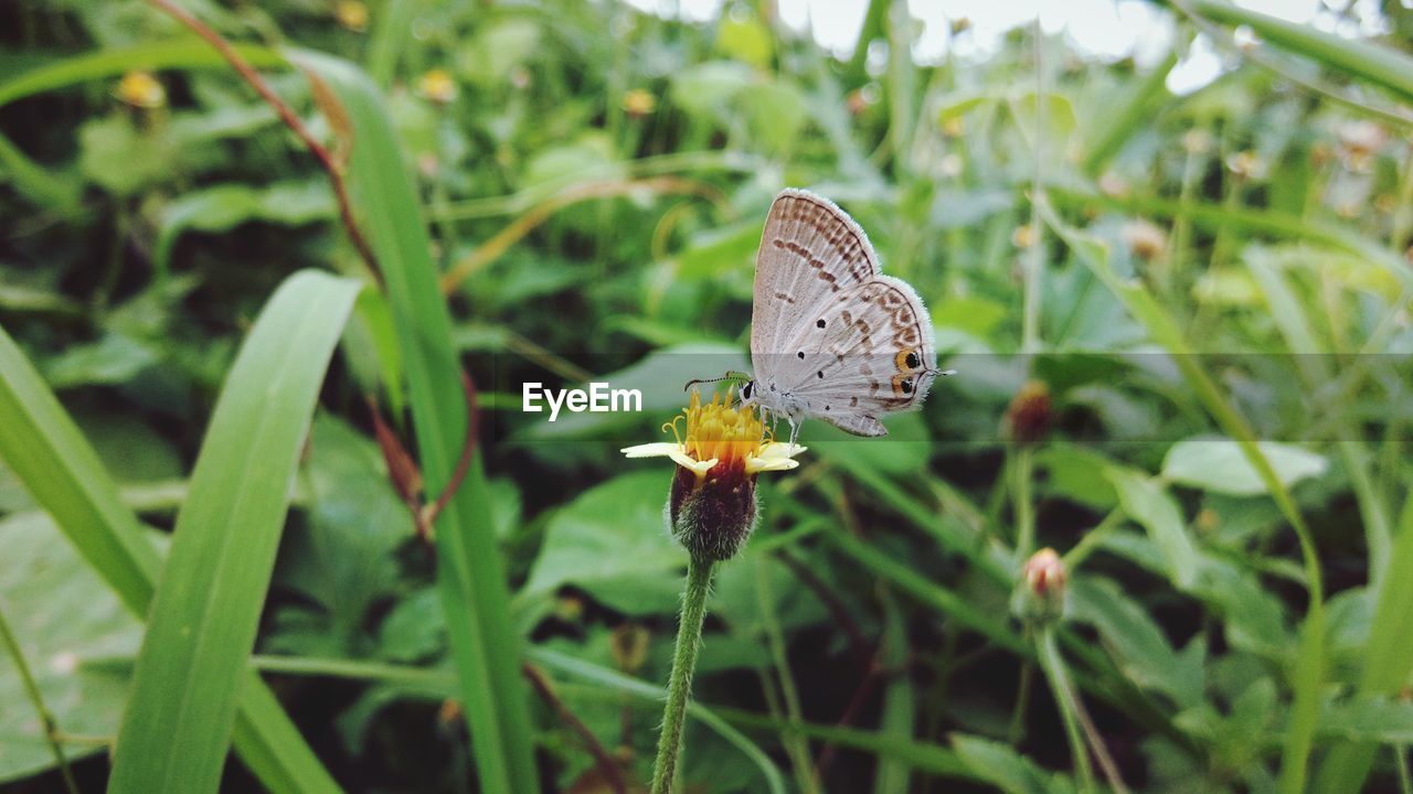 Close-up of butterfly pollinating on flower