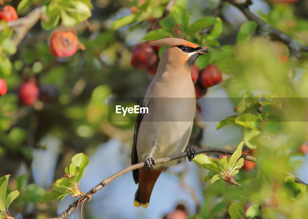 CLOSE-UP OF A BIRD PERCHING ON BRANCH