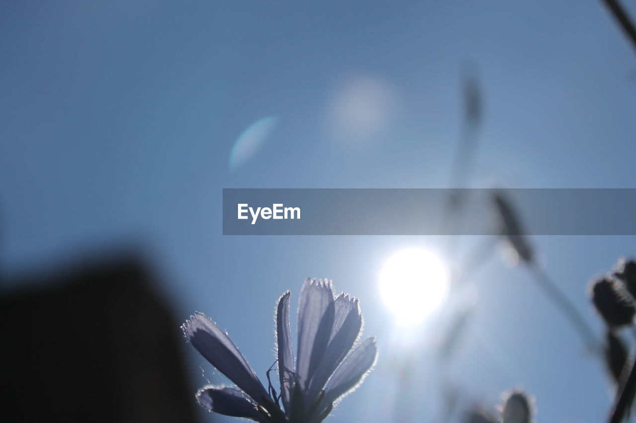 LOW ANGLE VIEW OF FLOWERS AGAINST SUNLIGHT