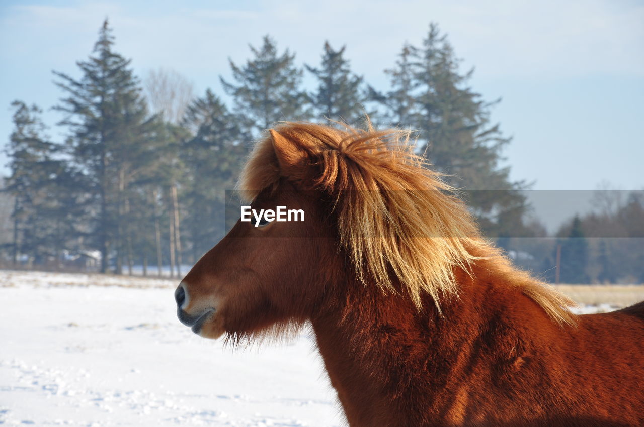 Redbrown horse in front of forest in wintertime