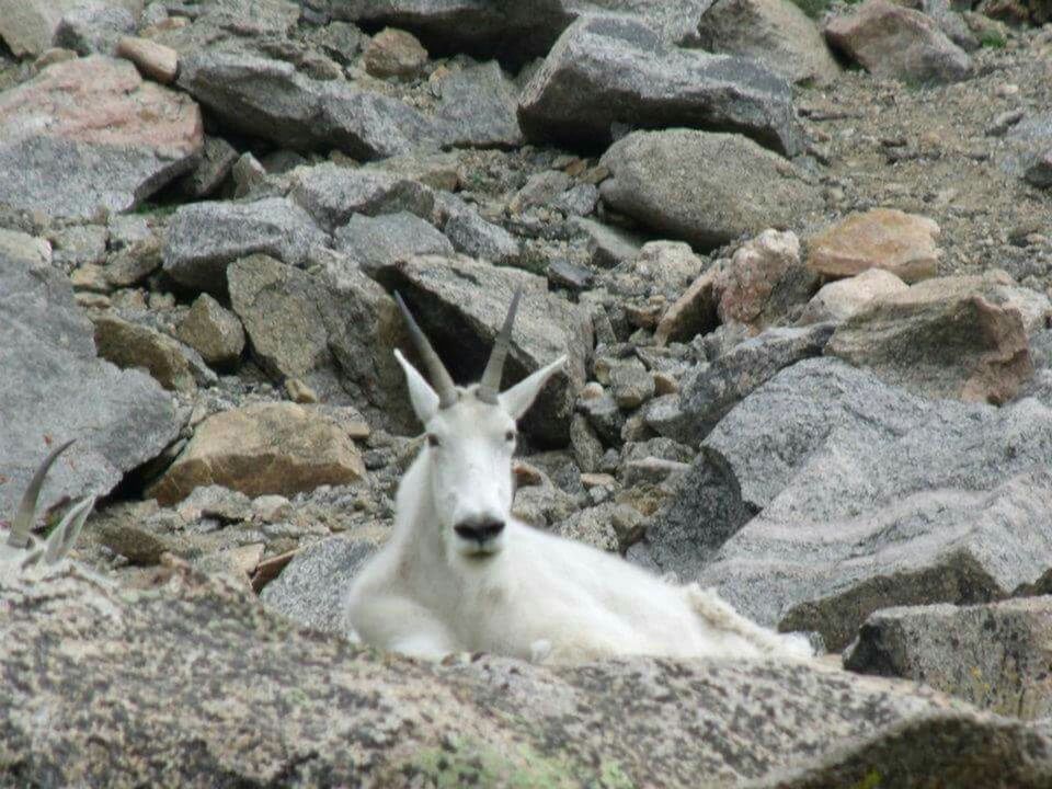 CLOSE-UP OF ANIMAL IN WATER