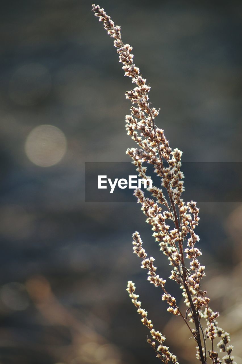 Close-up of plant against sky