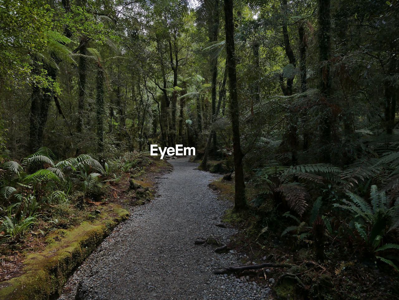 Footpath amidst trees in forest