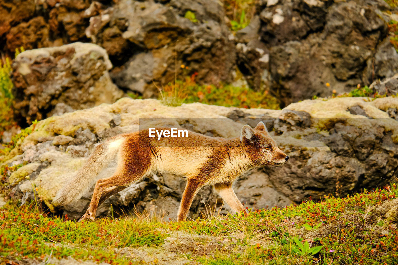 animal, animal themes, mammal, animal wildlife, wildlife, one animal, nature, no people, autumn, rock, full length, side view, wilderness, outdoors, day, land, domestic animals, standing