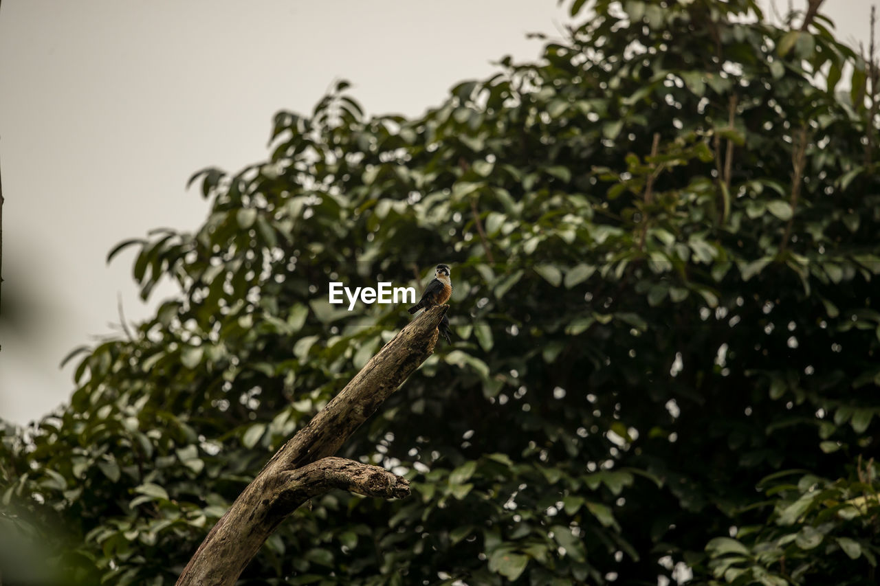 LOW ANGLE VIEW OF LIZARD ON BRANCH