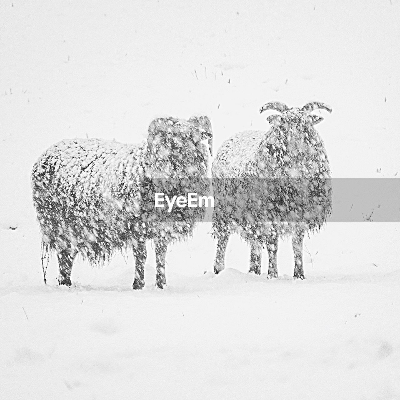 TREES ON SNOW COVERED LANDSCAPE